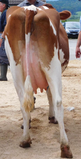 Redholsteinkuh SHAKIRA