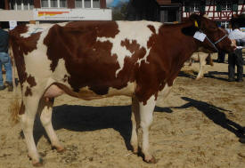 Redholsteinkuh Vella