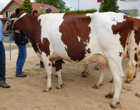 Red-Holsteinkuh MORIN