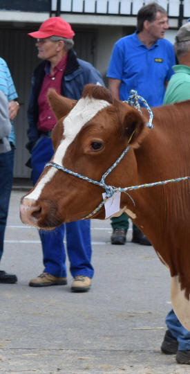 Redholsteinkuh SHAKIRA