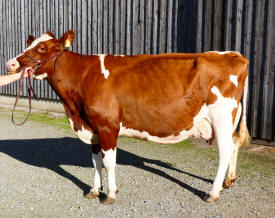 Redholstein Kuh Jamaica