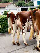 "Soleil", "Meriva" und "Eliane"