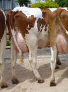 Red Holstein Kühe "MANGO", "LOLITA" und "SVENIA"