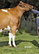 Red Holstein Kuh "Eliane"