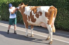Redholstein Kuh "Lolita"