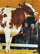 Red Holstein Kuh "Marina"