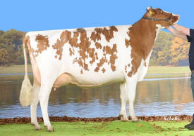 Red Holstein Kuh MERLA