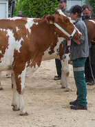 Redholstein Kuh "Svenia"