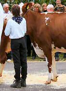 Red Holstein Kuh "Merci"