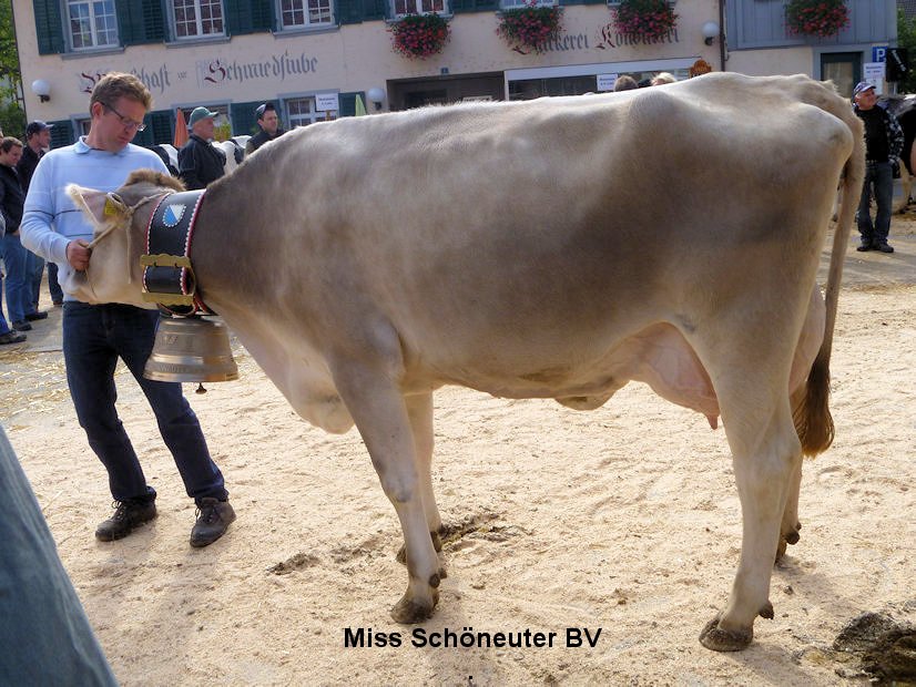 Miss Schöneuter BV