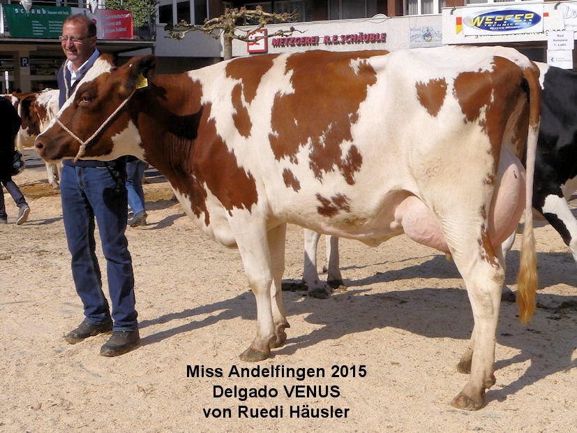 Miss Andelfingen 2015, Delgado VENUS