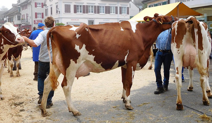 Sommers Kevin PANDORA, 4. Rang 2. Lakt