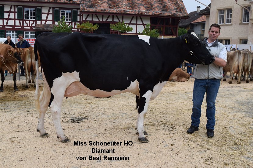 Miss Schöneuter HO