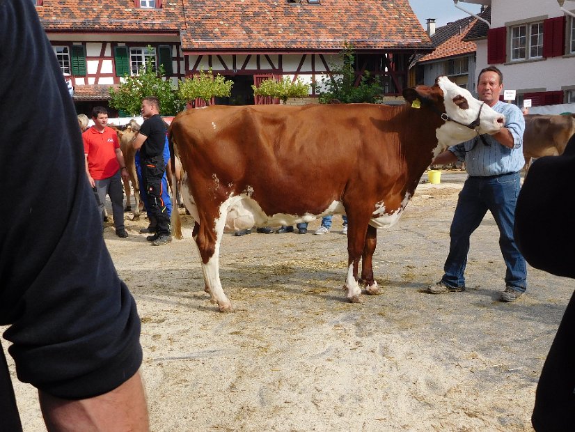 Miss Schöneuter SF, Inkas TINA von Bernhard Suter