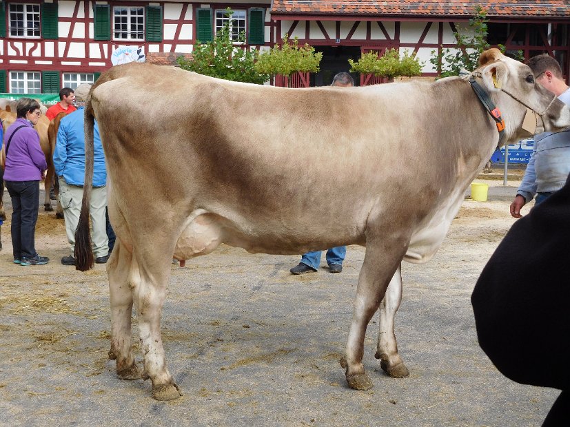 Miss Schöneuter BV, Payssli PALMA von Walter Vogel