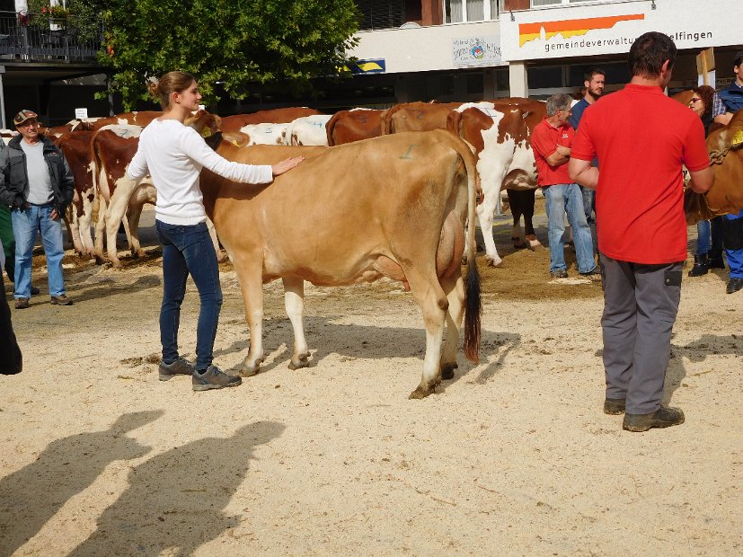 Miss Schöneuter Jersey, DJ Holmer DAINA von Jäger 