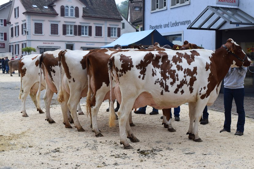 Sommers Acme MERLA, 1. Rang 3. Lakt