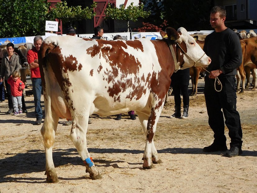 Miss Schöneuter SF, Leonard VENISE von Urs Wegmann