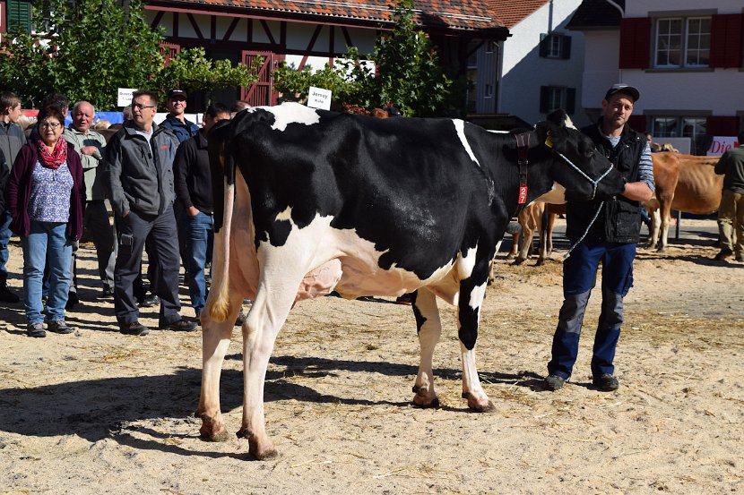 Miss Schöneuter HO, Golriano SIRI von Beat Hofer