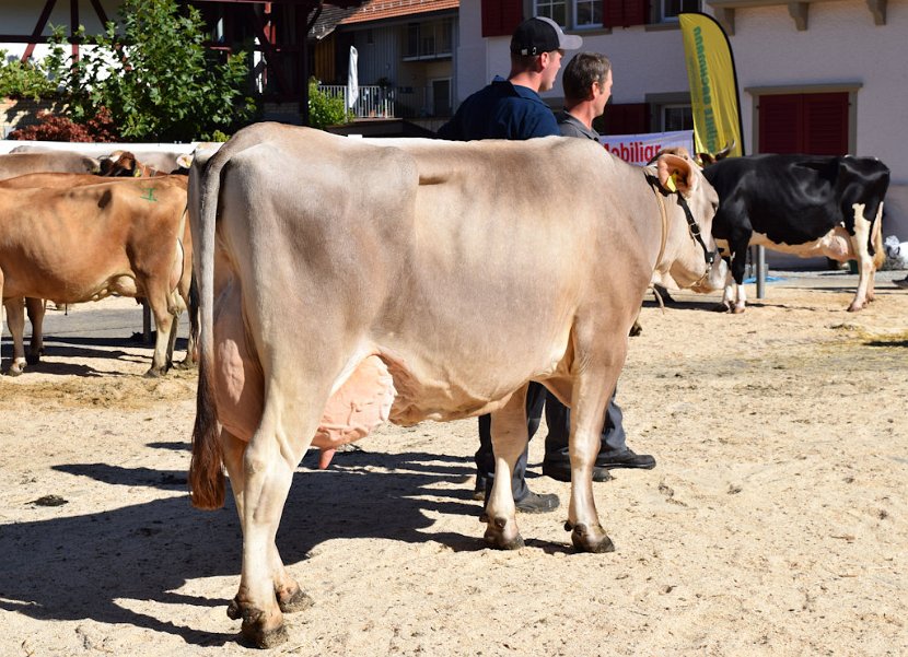 Zolivo NADINE von Martin Vogt, Vize-Miss Andelfingen 2018