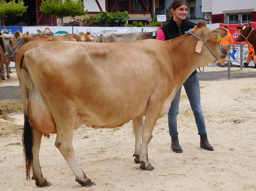 Miss Schöneuter Jersey, Holmer DAINA von Seraina Jäger