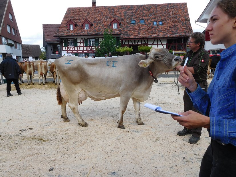 Miss Schöneuter BV, Vigor VERONIKA von Walter Vogel