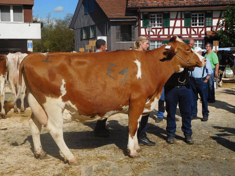 Miss Schöneuter SF, Flims FLIMA von Benny Suter