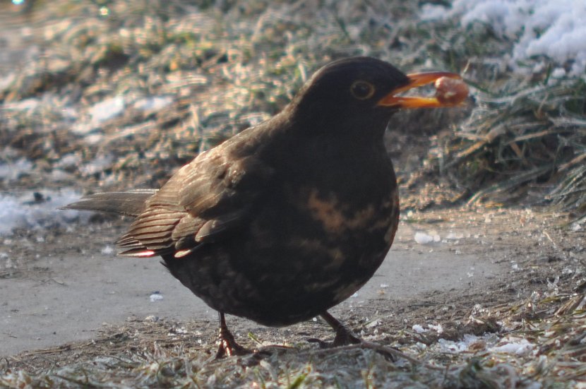 Amsel ♀