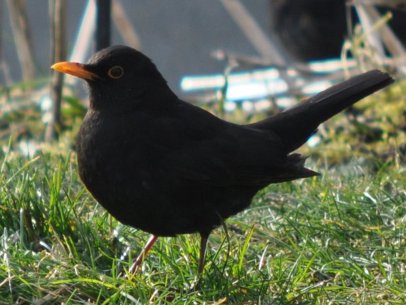 Amsel ♂