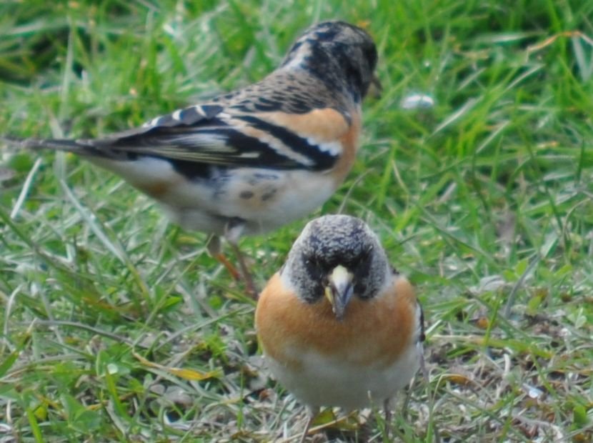 Bergfinken ♂