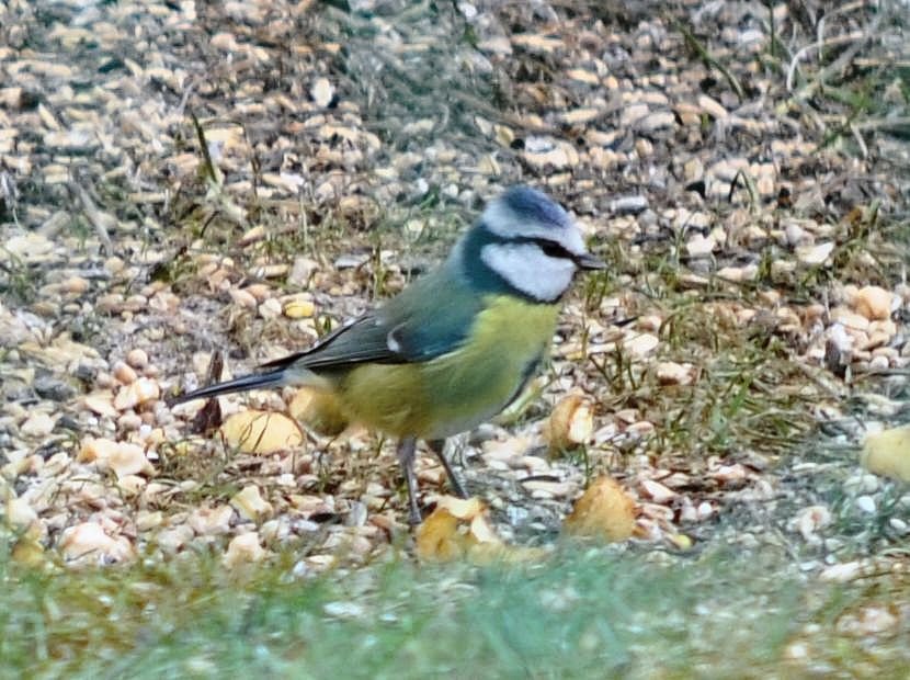 Blaumeise ♀