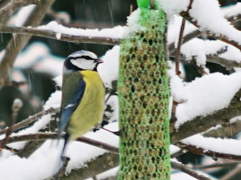 Blaumeise ♂