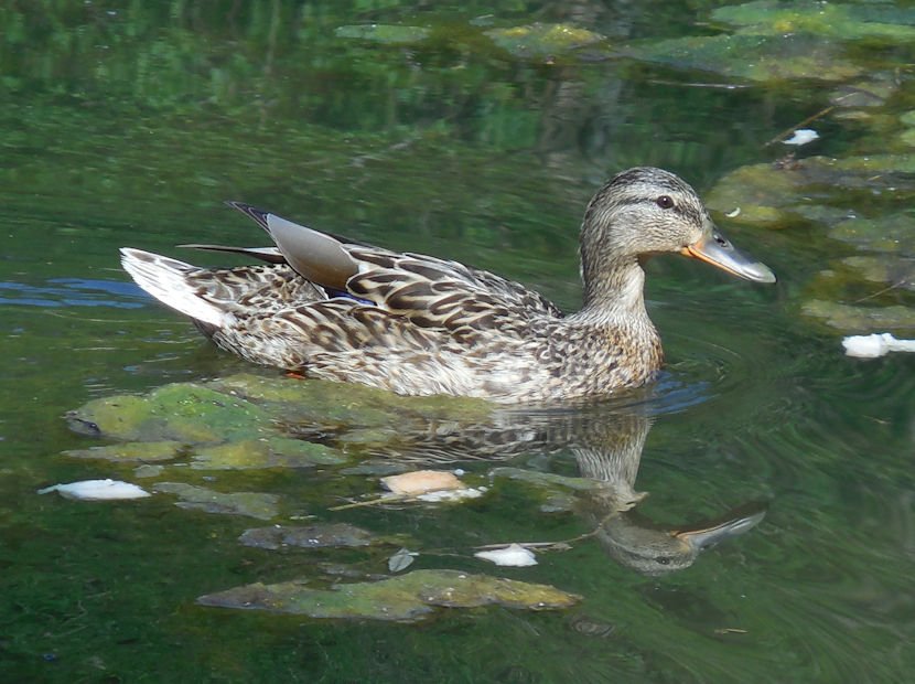 Stockente ♀