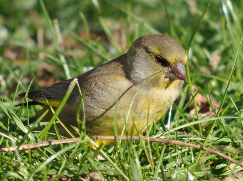 Grünfink ♀