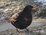 DSC_0010.JPG