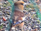 DSC_0130.jpg