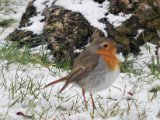 DSC_0171.jpg